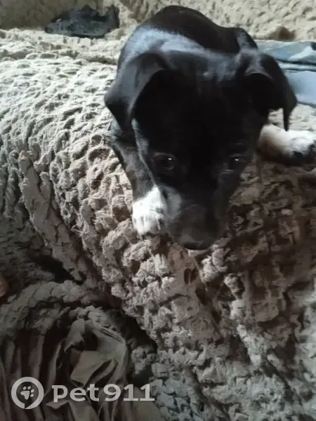 Пропала собака, женский пол, Смоленская улица, 19, городской округ Смоленск - photo