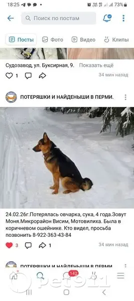 Пропала собака, Ильинская улица, Пермь - овчарка, 4 года - photo