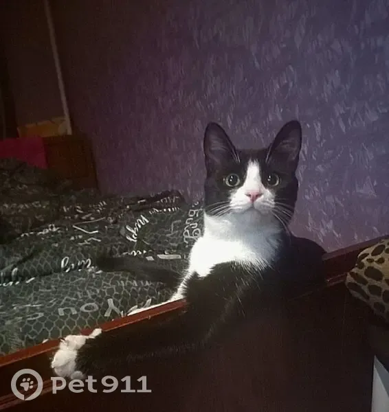 Пропала кошка, Олимпийская улица, 16, Самара - черно-белый окрас, зелёные глаза - photo