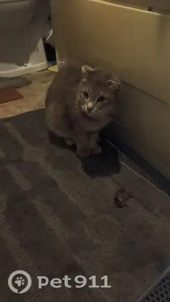 Пропал кот, Ульяновская улица, 125, городской округ Бузулук - кастрированный и немного диковатый - photo