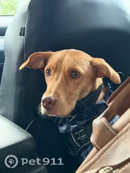 Пропала собака, Удобная, Краснодарский край - рыжая в коричневой жилетке - photo