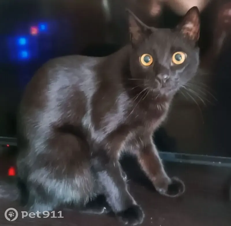 Пропала кошка, улица Игнатова, 37, Краснодар - гладкошерстный, жёлтоглазый - photo