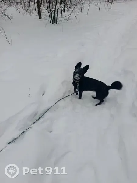 Пропала собака, Новосибирск, Новосибирская область - photo