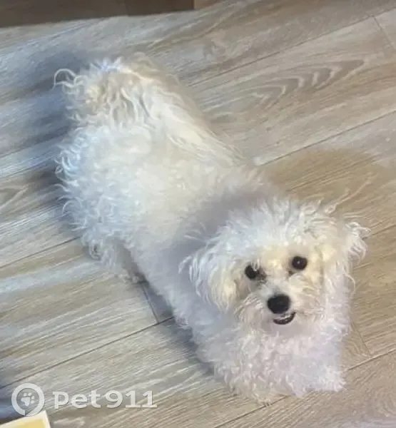 Пропала собака, женский пол, улица Утегенова, Гусев - photo