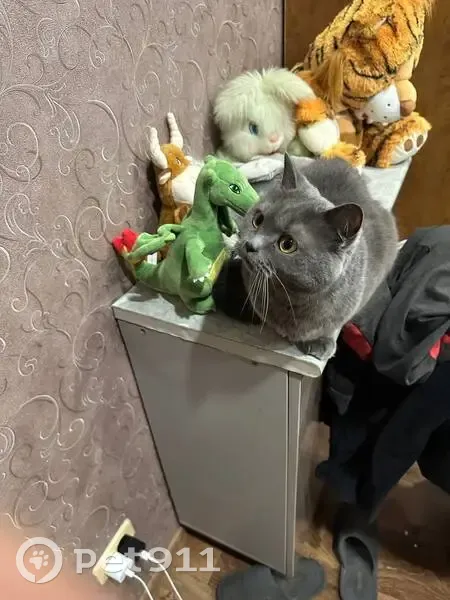 Пропал кот, проспект Туполева, 10, Ульяновск - серого цвета - photo