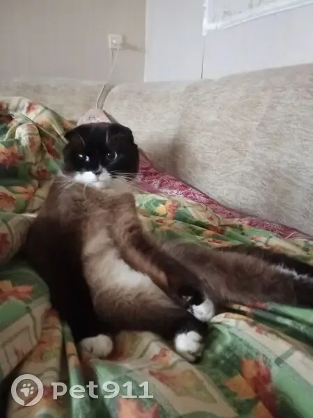 Пропал кот, Перевоз, Нижегородская область - похож на сиамского, голубые глаза - photo