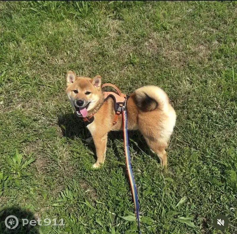 Пропала собака, мужской, Цветочный переулок, Майкоп - голубой шнурок с брелоком - photo