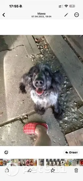 Пропал собака, Меленки, Владимирская область - черно-серый русский спаниель - photo