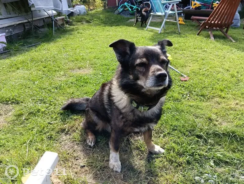Пропал собака, мужской, Чистая улица, 7, Петрозаводск - в зелёном ошейнике - photo