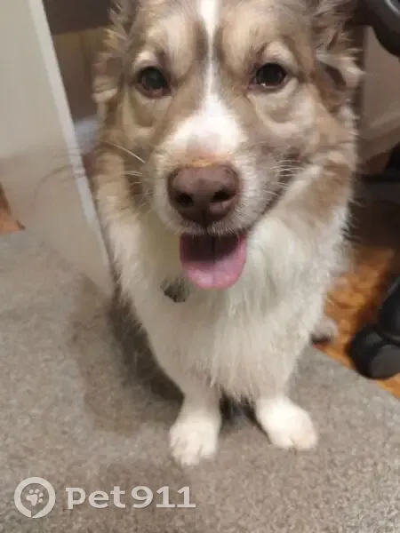 Пропал собака, проспект Дзержинского, 40, Оренбург - photo