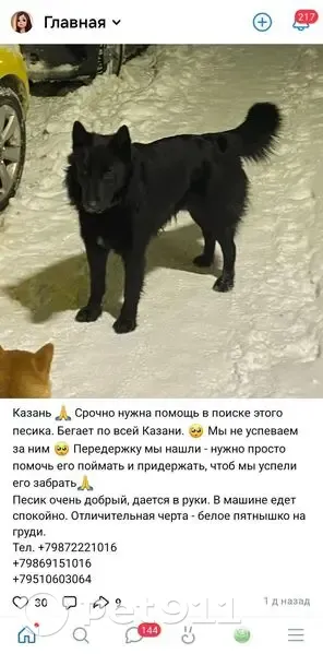 Пропал собака, Казань, Татарстан - photo