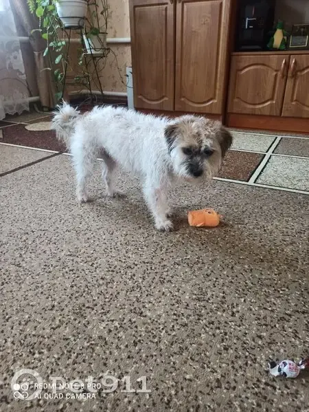 Пропала собака, район Ромашина, Клинцы - откликается на имя Жесси - photo