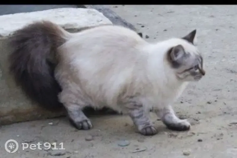 Пропала кошка, улица Есенина, 12, Афипский - котенок 4 месяца, пугливая - photo