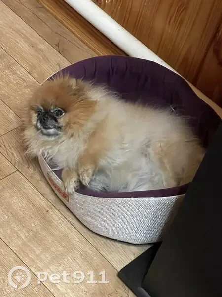 Пропала собака, улица Тельмана, Жуковка - photo