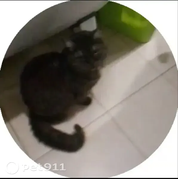 Пропала кошка, Рабочая улица, 105, Балашов - чёрная с зелёными глазами - photo