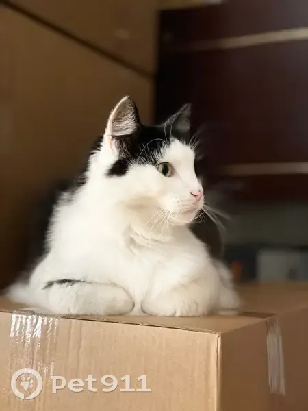 Пропал кот, Волоколамск, Московская область - очень пушистый и общительный - photo