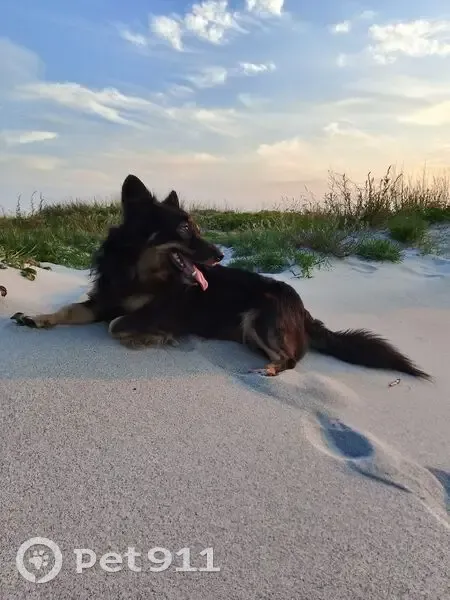 Пропал собака, улица Горького, 18, Черняховск - окрас как у овчарки - photo