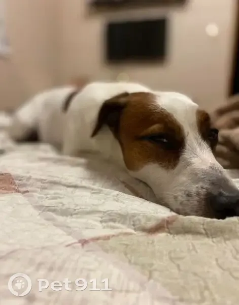 Пропал собака, Калининградская улица, 7, Краснодар - кобель породы Джек-Рассел - photo