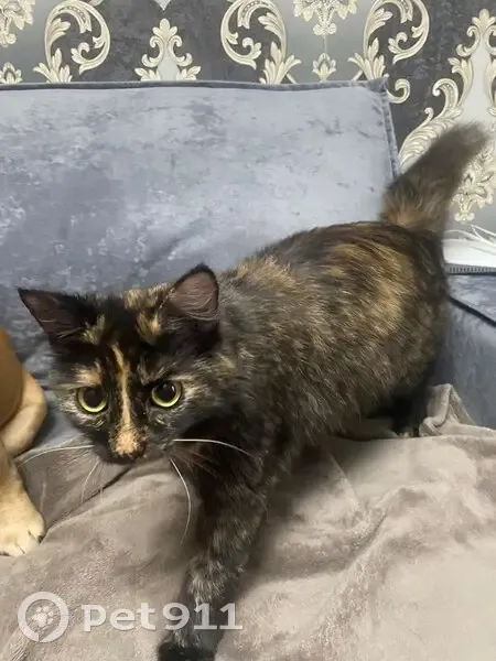 Пропала кошка, улица Курыжова, Домодедово - черно-белая рыжая - photo