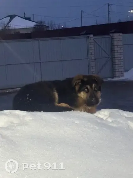 Пропал щенок немецкой овчарки, Солнечная улица, 29, Вязьма - черный окрас с коричнево-рыжими местами - photo