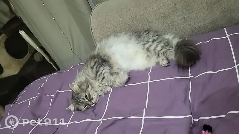 Пропала кошка, Российская улица, 267 к1, Краснодар - серая с белым, зелёные глазки - photo