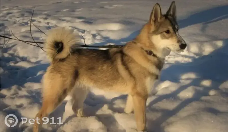Пропал собака, 2-й Агрегатный переулок, 6, Курск - западно-сибирская лайка - photo