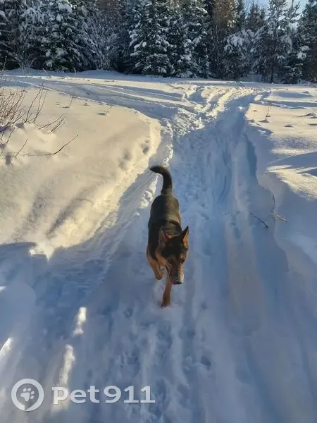 Пропала собака, Ильинская улица, Пермь - овчарка с ошейником - photo