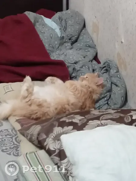 Пропал кот, улица Машиностроителей, 14/1, Уфа - очень пушистый и ласковый - photo