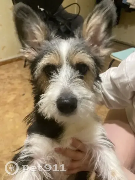 Пропала собака, Народная улица, 16, Оренбург - черно-белый окрас, стоячие острые уши - photo