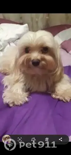 Пропала собака, женский пол, улица Волкова, Казань - photo