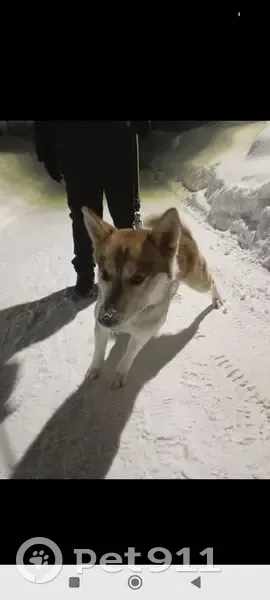 Пропала собака, светло-рыжий окрас, Кольцовка - photo