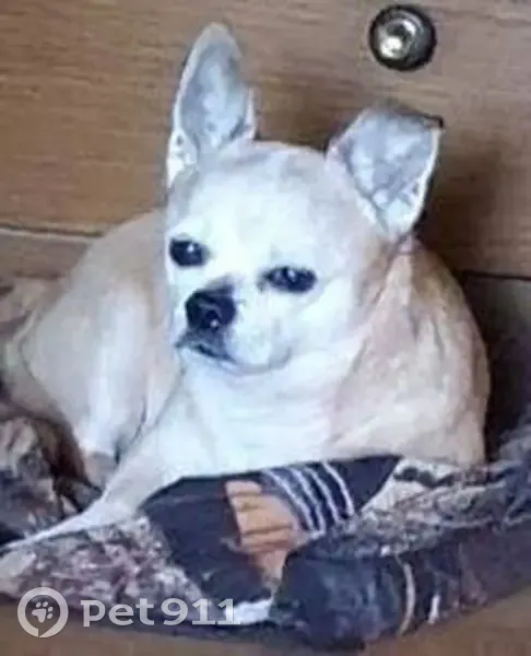 Пропала собака, улица Бурденко, 18, Нижний Новгород - коричневый окрас, добрый - photo