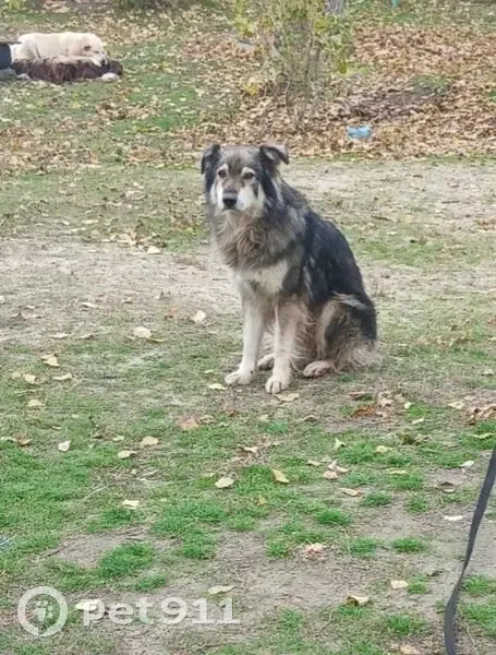 Пропал собака, улица 64-й Армии, 131, Волгоград - серо-бело-черный, старенький, почти без зубов - photo