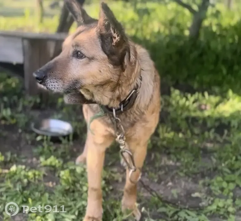 Пропала собака, Дмитриевка, Белгородская область - средний размер, стоячие уши - photo