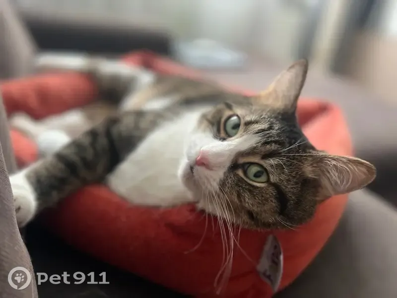 Пропал кот, улица Фадеева, 1, Балашиха - на бедре буква «Т» - photo