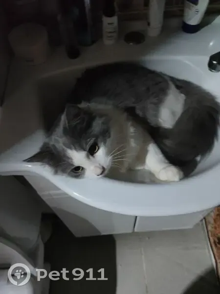 Пропал кот, проспект Карла Маркса, 368, Самара - серо-белый окрас - photo