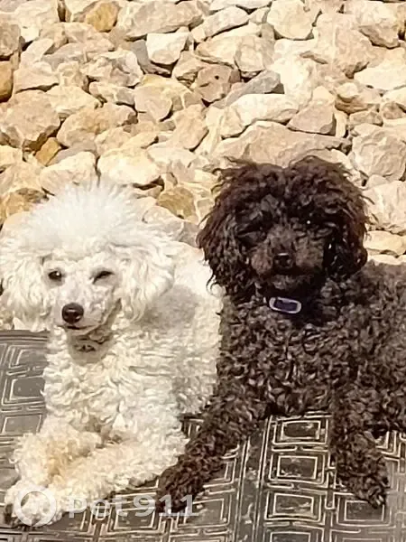 Пропал пудель, Молодёжная улица, 24Б, Медынь - мальчик - photo