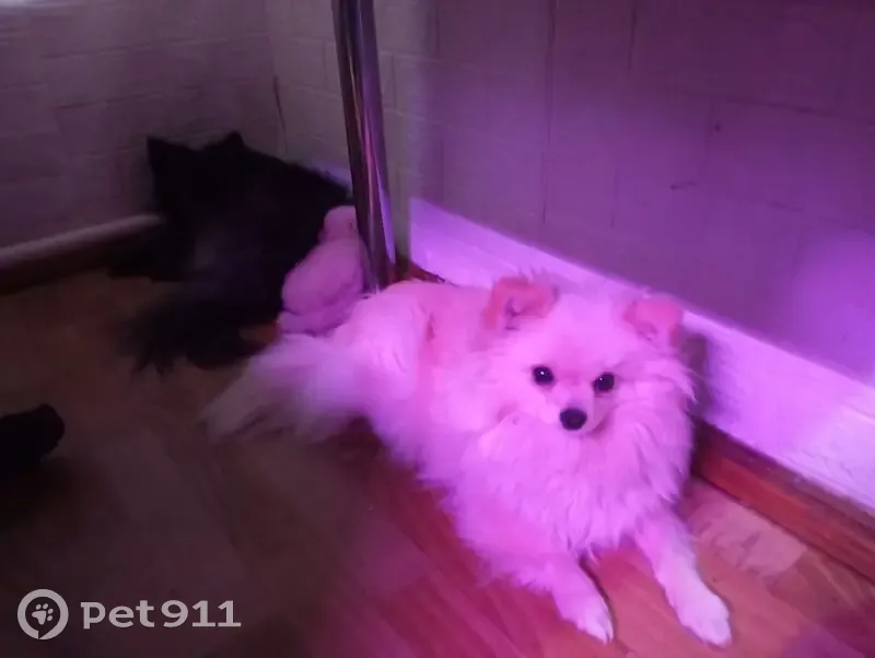 Пропала собака, девочка, улица Космонавтов, 23, Шадринск - photo