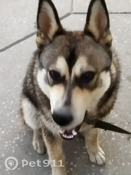 Пропал собака, мужской, улица Егора Сазонова, 36, Уфа - photo