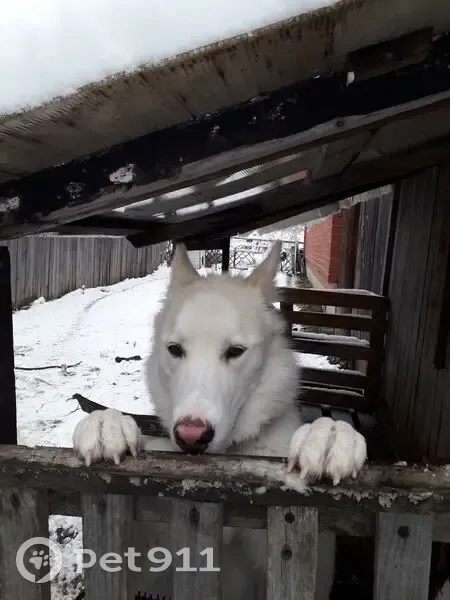 Пропал собака, улица Калинина, 29, Лосиный - смесь хаски и лайки с зелёным ошейником - photo