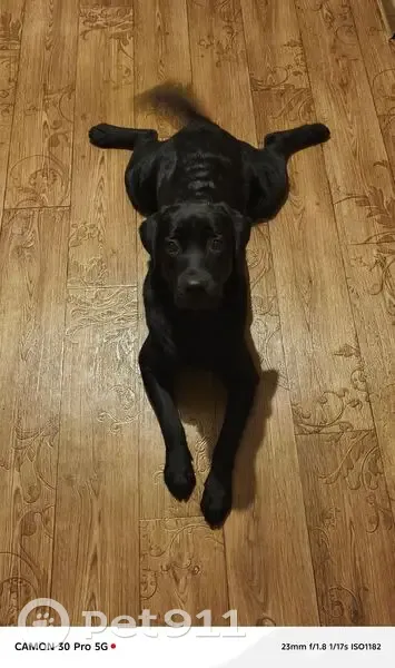 Пропала собака, женский пол, улица Сахарова, городской округ Югорск - сорвалась с ошейника - photo