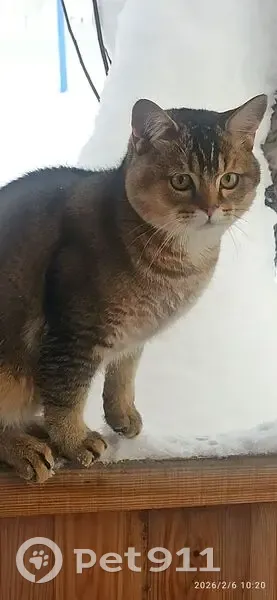 Пропал кот, улица Пугачёва, городской округ Сарапул - серо-золотистый - photo