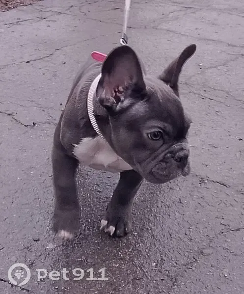 Пропала собака, проспект Строителей, 28А, Шахты - щенок серого цвета с розовым ошейником - photo