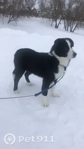 Пропала собака, женский пол, улица Чехова, Тула - photo