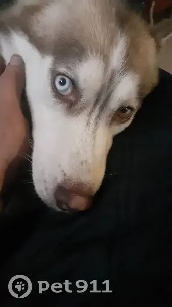 Пропала собака, Добрянка - женская, коричневая разноглазая - photo