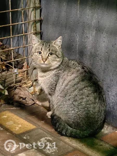 Пропал кот, мужской, Волгоградская улица, Воронеж - окрас полосатый «шпротик» - photo