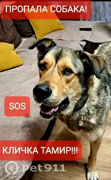 Пропал собака, Вербная улица, 28Б, Мстихино - крупный, стройный, пугливый - photo
