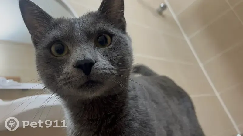 Пропал кот, Привокзальная площадь, Каменск-Шахтинский - серый с полосами, испугался поезда - photo