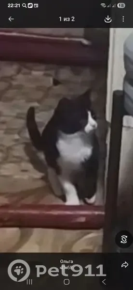 Пропал кот, Молодёжная улица, Яснополянское сельское поселение - одна лапка белая, другая чёрная - photo