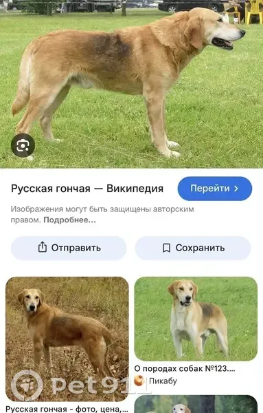 Пропал собака, Ковров, Владимирская область - русская гончая, взрослый кобель - photo